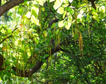 Catalpa Tree Sapling, Catalpa Live Plant, Catalpa, Live Plant, Rooted Tree