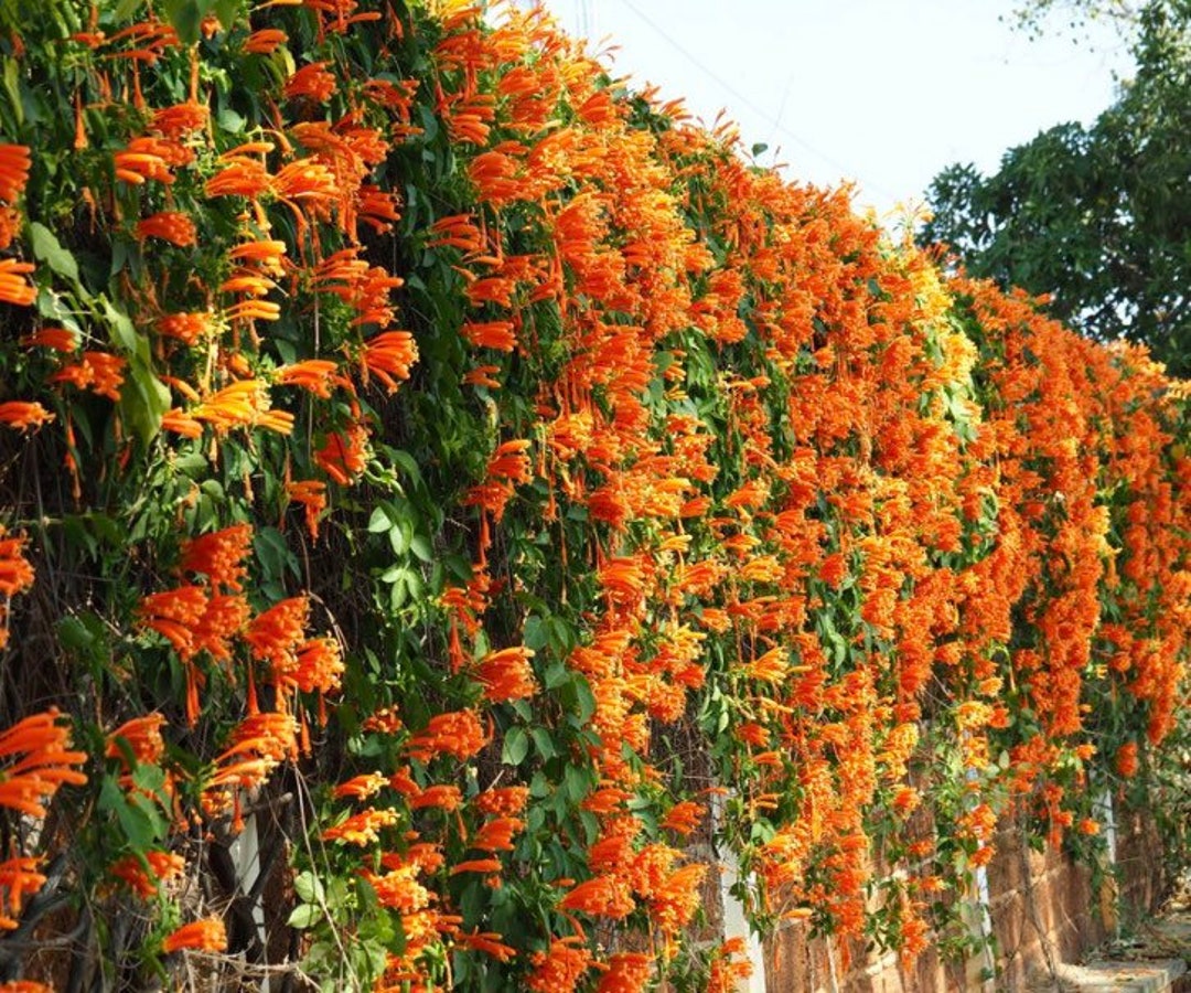1248 Orange Trumpet Vine Seeds Etsy