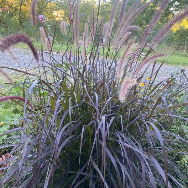 Fountain Grass 3 pack, Crimson Buffelgrass, Blue Buffelgrass, Little Blue Steam, Ornamental Grass, Arrangement Grass, Decorative Grass