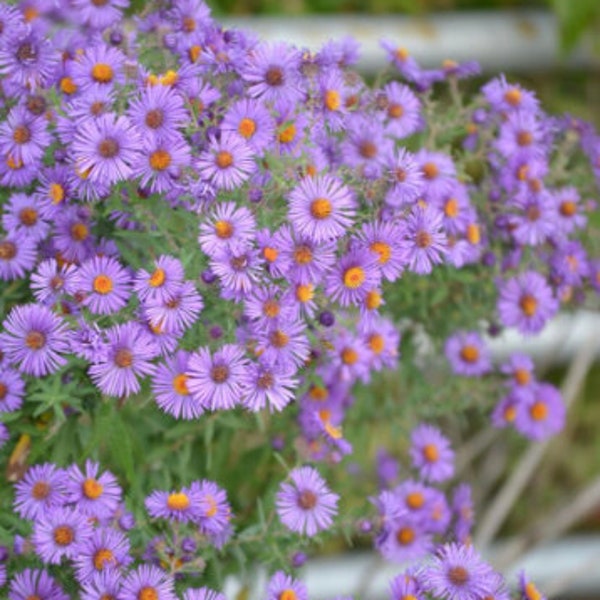 New England Aster Seeds, Purple Aster, Perennial Seeds, Symphyotrichum novae-angliae