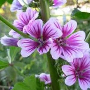 May include: Close-up of vibrant purple and white flowers with delicate striped patterns. The flowers are in full bloom, showcasing their intricate details and soft petals. Green stems and leaves provide a natural backdrop.