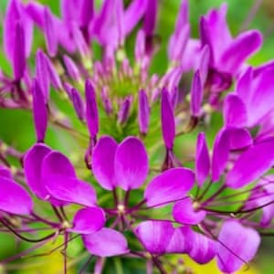 May include: A close-up shot of a purple Cleome flower, or spider flower, showcasing its delicate petals and long stamens. The flower's centre is a bright green, set against a blurred green and yellow backdrop.