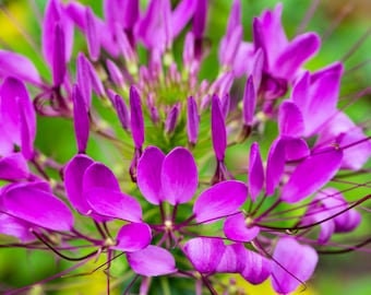 Purple Cleome Seedling- Purple Spider Flower , Annual Flower, Garden Flower, Purple Flower, Spider Flower, Cleome Hassleriana Seedling
