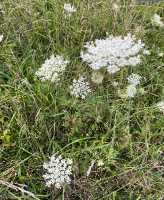Queen Anne's Lace Seeds~White flower, Wildflower Seeds, Meadow Flowers, Biennial Flower Seeds, Pollinator Flower, Butterfly Garden Seeds