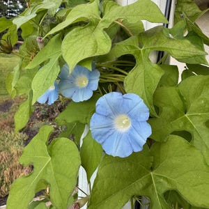 May include: Close-up of morning glory vines with large, heart-shaped green leaves and several light blue flowers. The flowers have a white center and are in full bloom. The vines are growing on a white column.