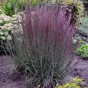 May include: A clump of purple-hued ornamental grass with long, narrow blades. The grass is growing in a garden setting.