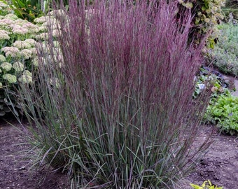 Little Bluestem Seed- Ornamental Grass Seeds, Grass Seeds, Perennial Grass Seeds, Drought & Heat Tolerant Grass, Native Seeds, Meadow Rest.