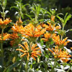 May include: A cluster of orange flowers with green leaves. The flowers are in bloom and have a trumpet-like shape.