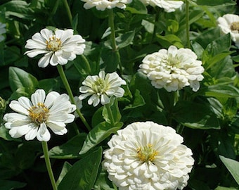 Polar Bear Zinnia Seeds- White Flowers, White Zinnias, Annual Flower Seeds, Drought Tolerant, heirloom Flower Seeds,  Classic White Flowers