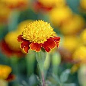 May include: A single yellow and red marigold flower in bloom, with other marigolds in the background.