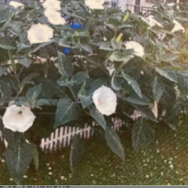 25-100 Datura seeds, aka moonflower bush large white flowers, annuals, Moonflower/Datura plant seeds