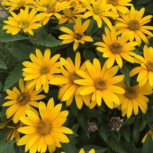 May include: A close-up of a cluster of bright yellow daisy-like flowers with green leaves. The flowers have multiple layers of petals and are in full bloom.