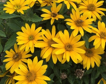Oxeye Sunflower Seeds~ Heliopsis Helianthoides, Flower Seeds, Yellow Flower Seeds, Gardening Seeds