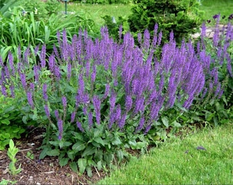 Purple Salvia Seeds (Salvia splendens)- Purple Flowers, Pollinator Plants, Ornamental Flower, Garden Starter, Bee-Friendly, Perennial Flower