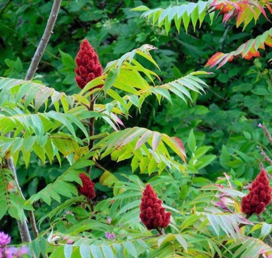 Smooth Sumac Tree Sapling, Smooth Sumac Tree, Sumac Tree, Live Plant, Smooth Sumac Tree Live