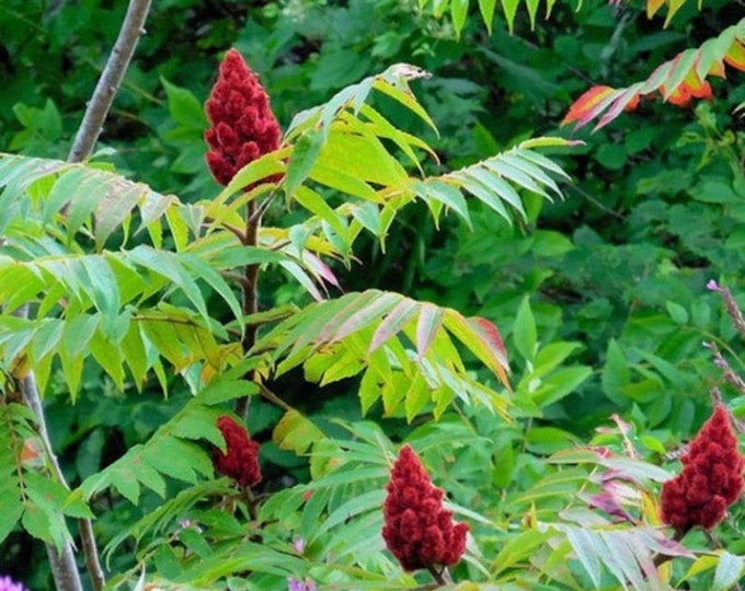 Smooth Sumac Tree Sapling, Smooth Sumac Tree, Sumac Tree, Live Plant