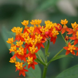May include: A cluster of orange and yellow flowers with green leaves. The flowers have a star-shaped appearance.