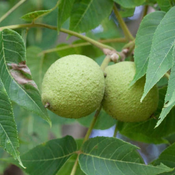 Black Walnut Tree Sapling, Walnut Tree, Black Walnut Tree, Black Walnut Tree Live Plant, Walnut Sapling, Rooted Tree, Juglans nigra