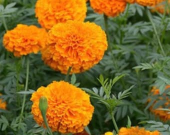 Orange African Marigold Seeds- Large Orange Flowers, Flowering Annuals, Pest Repellent, Full Sun, Summer Blooms, Companion Plant, Marigolds