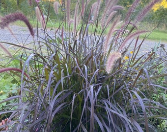 Buffelgrass Crimson Fountain Grass, Ornamental Grass Seeds, Grass Seeds, Fountain Grass, Buffelgrass