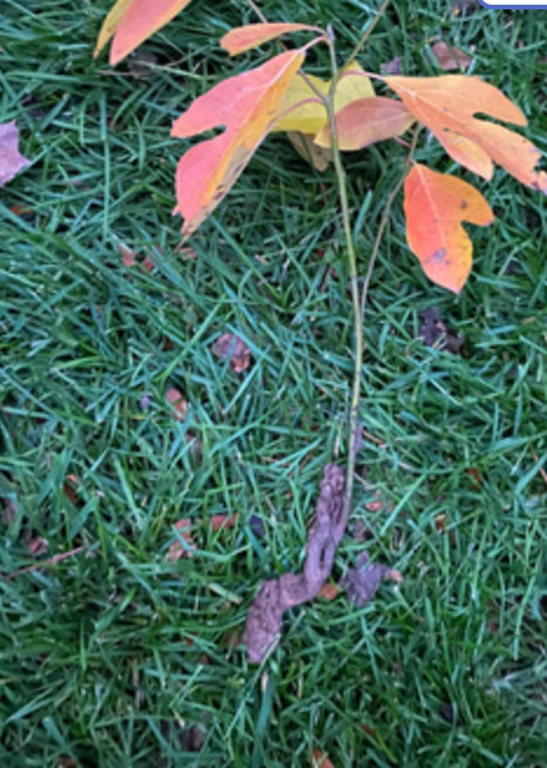 Sassafras Tree Sapling Etsy