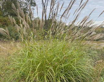 Chinese Silver Grass, Fountain Grass, Ornamental Grass, Grass Seeds, Maiden Grass, Eulalia Grass, Zebra Grass, Susuki Grass, Maidengrass