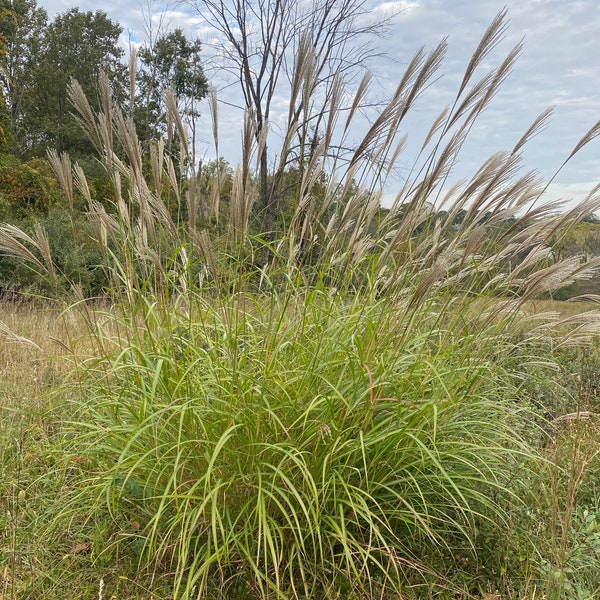 Chinese Silver Grass, Fountain Grass, Ornamental Grass, Grass Seeds, Maiden Grass, Eulalia Grass, Zebra Grass, Susuki Grass, Maidengrass