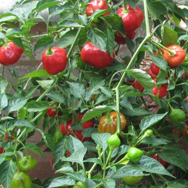 Peppadew Pepper Plant Etsy