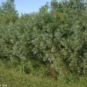 May include: A dense, green shrubbery with long, slender leaves, possibly a type of willow, dominates the image. The foliage is a mix of light and dark greens, with a grassy area in the foreground and a clear blue sky in the background.