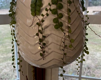 String of Turtles Cutting, House Plant, Indoor Plant cutting