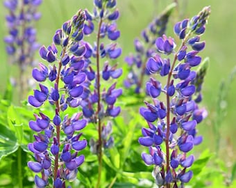Lupine Seeds ~Purple Flowers, Perennials, Summer Blooms, Tall Flowers, Bee-Friendly, Flowering Perennials, Pollinator Garden, Wildflower