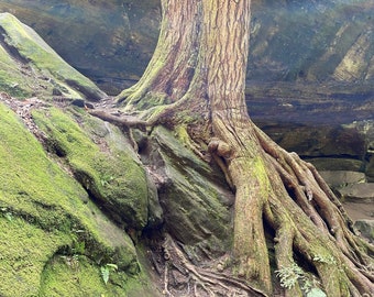 Mystic Tree Photo - Digital Art Print - Instant Download