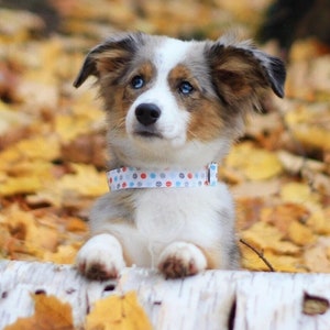 May include: A blue and brown spotted puppy with white fur wearing a blue, white and red polka dot collar. The puppy is sitting on a bed of fallen autumn leaves.