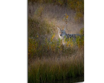 Coyote Photo at Schwabacher Landing, Grand Teton National Park Wildlife Art: Print, Canvas, Acrylic, Metal Home, Cabin, or Office Decor