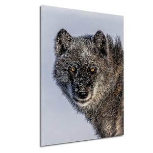 Gray Wolf Portrait Print, National Park Wildlife Decor, Wapiti Wolf Pack Photo, Winter Animal Canvas