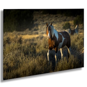 Paint Stallion, Wild Horses of Onaqui Mountains, Utah: Print / Canvas / Acrylic / Metal / Wall Decor / Landscape Photograph