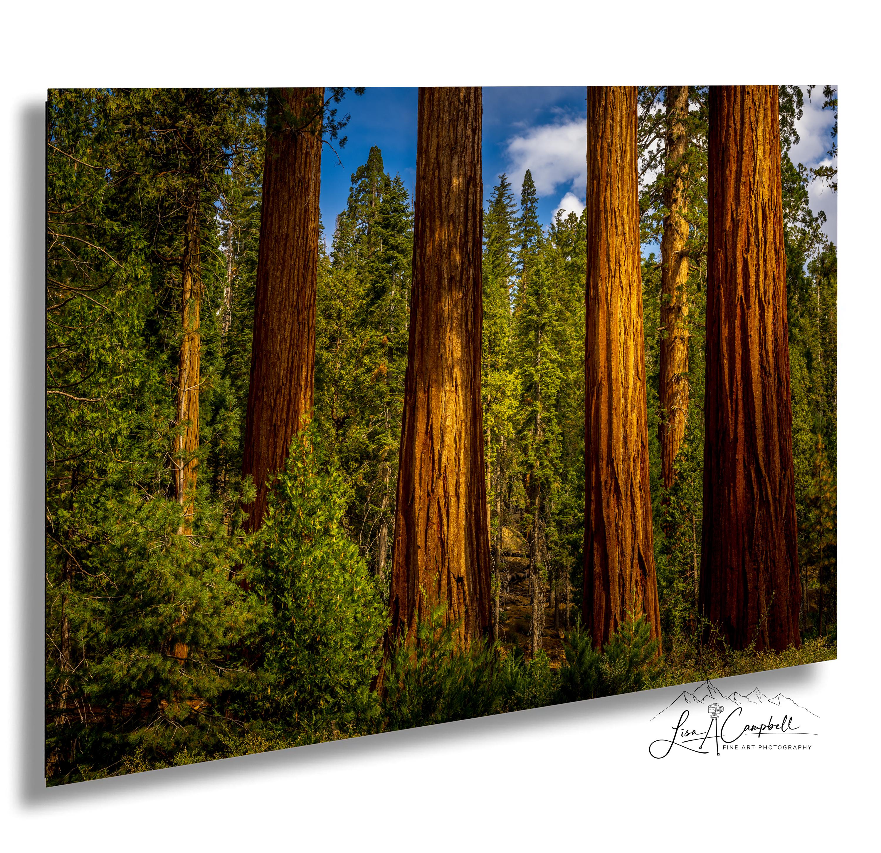 Mariposa Grove Sequoia Print, Yosemite Landscape on Canvas