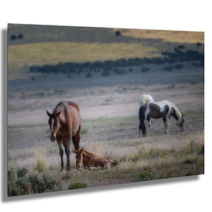 Wild Horses Photo, Mare and Foal resting on the Onaqui Mountain Range, Utah: Fine Art Print, Canvas, Acrylic, Metal, Equine Wall Decor