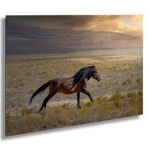Wild Mustang Print of a Running Stallion, Utah Wild Horses, Equine Art, Western Landscape Photography