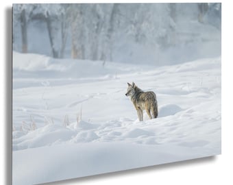 Winter Coyote Print: Yellowstone National Park Wildlife Wall Art