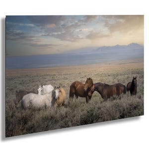 Wild Horses Photo, Mustang Stallion with his Mares, Utah - Print, Canvas, Acrylic, Metal, Western Wall Decor