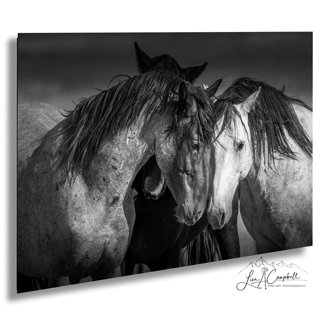 Wild Mustang Horses Black and White Photograph: Onaqui Range, Utah - Etsy