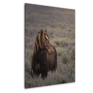Wild Horse Photo, Chestnut Stallion on the Onaqui Mountain Range, Utah: Fine Art Print, Canvas, Acrylic, Metal, Equine Wall Decor