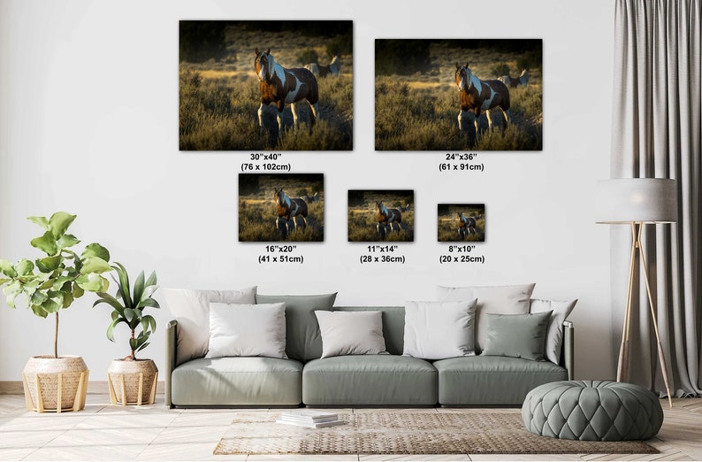 Paint Stallion, Wild Horses of Onaqui Mountains, Utah Print / Canvas