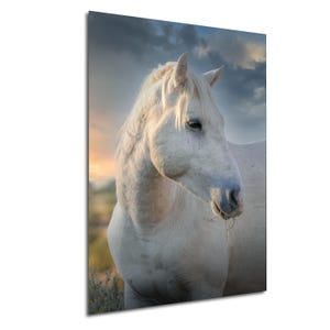 Wild White Mustang Horse Stallion Print / Canvas / Metal / Acrylic / Photograph Wall Art