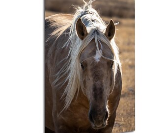 Palomino Mustang Stallion Photo: Utah Wild Horse Fine Art Print