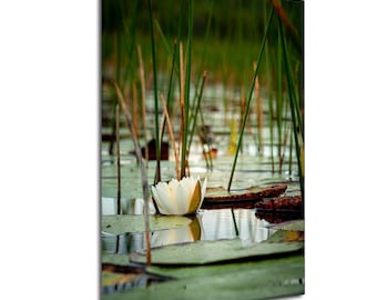 Water Lily Florida Marsh Print, Wetlands Art, Floral Home Decor, Botanical Flower Photo, Peaceful Nature Scene, Canvas or Metal Wall Art
