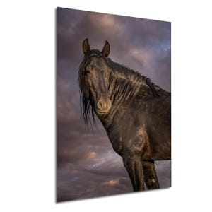 Black Wild Horse Photo, Stallions of Onaqui Mountain Range, Utah: Fine Art Print, Canvas, Acrylic, Metal, Equine Wall Decor