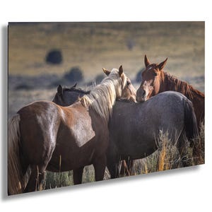 Wild Horse Photo, Three Mustangs take a Rest on the High Prairie Desert in Utah: Fine Art Print, Canvas, Acrylic, Metal, Equine Wall Decor