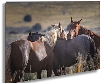 Wild Mustang Photo: Three Onaqui Utah Horses Resting, Fine Art Print